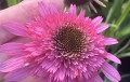 IMG_5964.jpeg