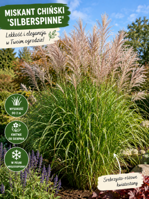 Miskant chiński 'Silberspinne' (Miscanthus sinensis)
