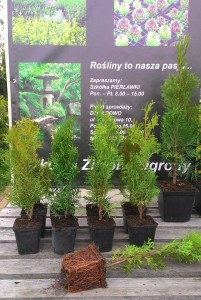 Tuja Szmaragd – Żywopłotowa, Zimozielona | Sadzonka w Doniczce 0,5L