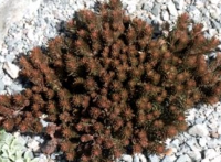 Rozchodnik 'Chocolate Ball' (Sedum) – czekoladowe liście, niska bylina okrywowa