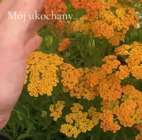 KRWAWNIK TARRACOTTA Achillea millefolium