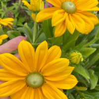 Rudbekia Rudbeckia  Sunbeckia® Ophelia