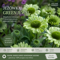 Jeżówka Green Jewel Echinacea