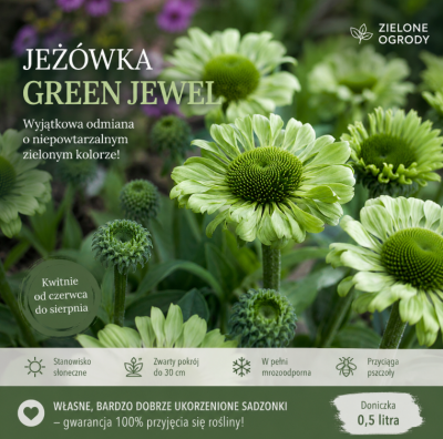 Jeżówka Green Jewel Echinacea