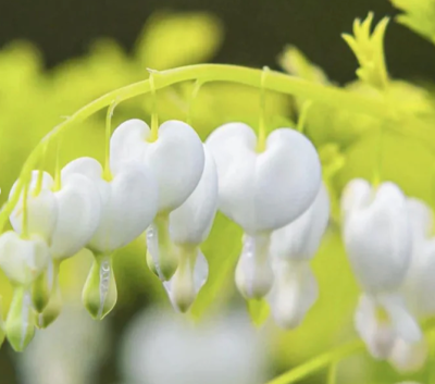 SERDUSZKA 'WHITE GOLD' – Dicentra spectabilis 'White Gold' | Wyjątkowa Bylina o Złocistych Liściach i Białych Kwiatach