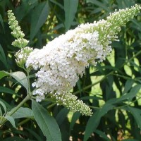 BUDLEJA LITTLE CANDY WHITE MOTYLI KRZEW 