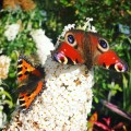 buddleja-davidii-white-profusion.jpeg