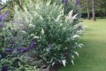 White-Profusion.jpg