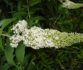 buddleia-davidii-white-profusion.jpg