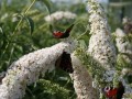 White-Profusion 2.jpg