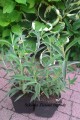 White-Profusion zielone ogrody.jpg
