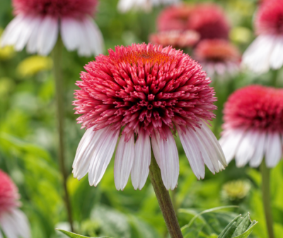 JEŻÓWKA 'STRAWBERRY AND CREAM' – Echinacea | Dwukolorowa Jeżówka o Wyjątkowych Kwiatach