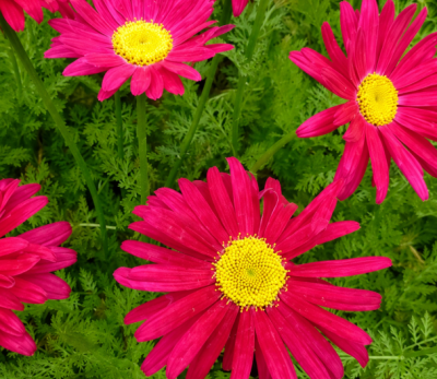 ZŁOCIEŃ RÓŻOWY 'ROBINSON RED' – Leucanthemum coccineum | Długo Kwitnąca Bylina o Intensywnie Różowych Kwiatach