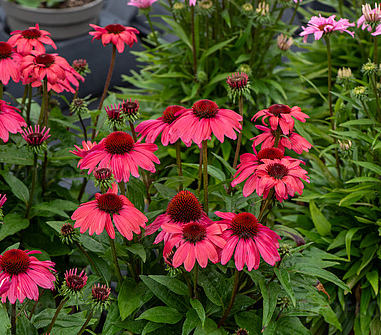 Jeżówka ‘SunMagic Vintage Red’ – Echinacea o czerwonych kwiatach, bylina do ogrodu