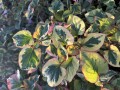IMG_8435.jpeg