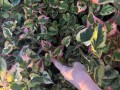IMG_8436.jpeg