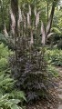 IMG_0050.jpeg