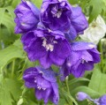 IMG_9658.jpeg