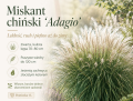 miskant adagio zieloneogrody.eu