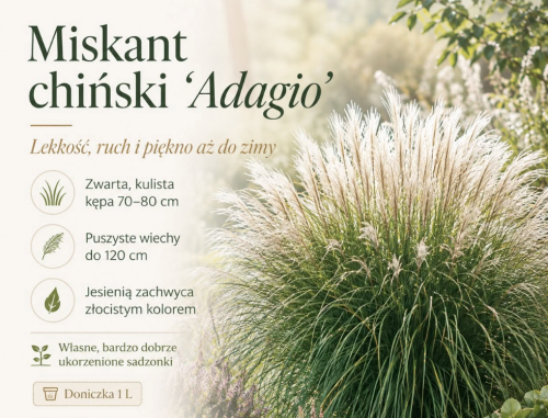 miskant adagio zieloneogrody.eu