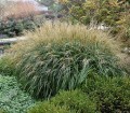 miscanthus-sinensis-adagio----.jpg