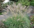 miscanthus-sinensis-adagio--.jpg