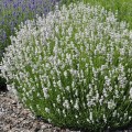lavandula edelweiss 1.JPG