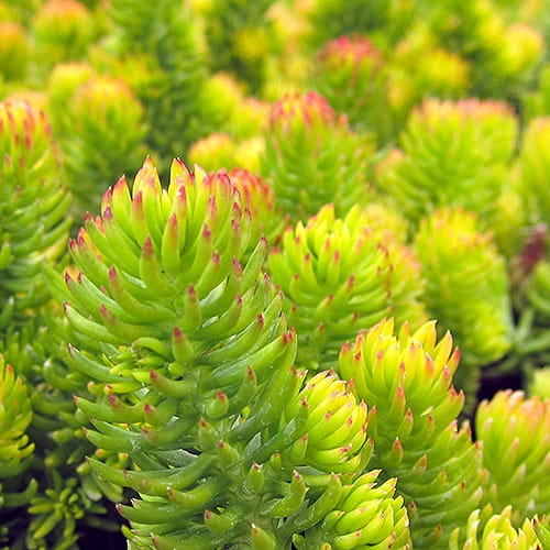 ROZCHODNIK ZŁOTY SEDUM GOLD SKALNIAK 