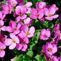 Arabis_caucasica.jpg