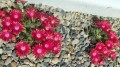 delosperma-jewel-of-desert-garnet-july-.jpg