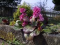 bergenia pink dragonfly.jpg