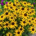 rudbeckia-little-goldstar_72924_1.jpg