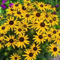 Rudbekia Little Goldstar