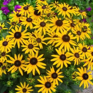 Rudbekia Little Goldstar