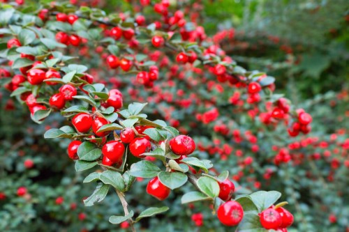 Irga color beauty.jpg
