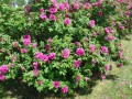 rugosa.jpg
