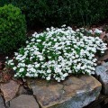 Iberis sempervirens.jpg