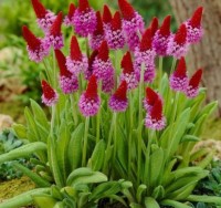 PIERWIOSNEK Viala Primula VIALII