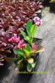 bergenia.jpg
