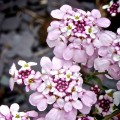 Iberis sempervirens pink.jpg