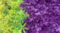 Forever Purple zielone ogrody.jpg