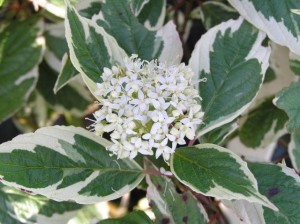 DEREŃ BIALO-ZIELONY ELEGANTISSIMA 1 Litr