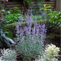 perovskia--lacey-blue.jpg