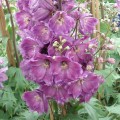 delphinium pacific astolat 1.jpg