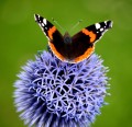 Red-Admiral-on-Echinops.-3-sm.jpg