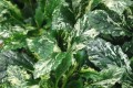 ajuga sparkler 1.jpg