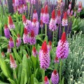 Primula vialii 4.jpg