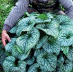 BRUNERA WIELKOLISTNA 'ALEXANDER'S GREAT' (Brunnera macrophylla) – Okazała Bylina Do Zacienionych Miejsc