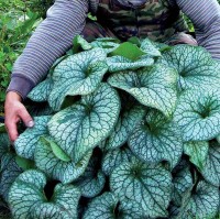 BRUNERA WIELKOLISTNA 'ALEXANDER'S GREAT' (Brunnera macrophylla) – Okazała Bylina Do Zacienionych Miejsc