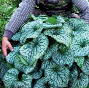 BRUNERA WIELKOLISTNA 'ALEXANDER'S GREAT' (Brunnera macrophylla) – Okazała Bylina Do Zacienionych Miejsc